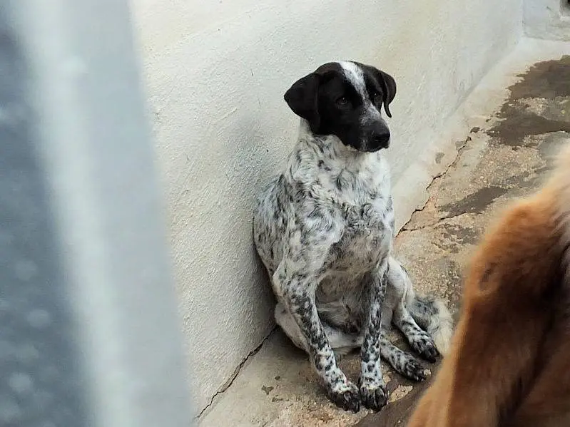 Adotta un cane, taglia media, maschio, Frosinone