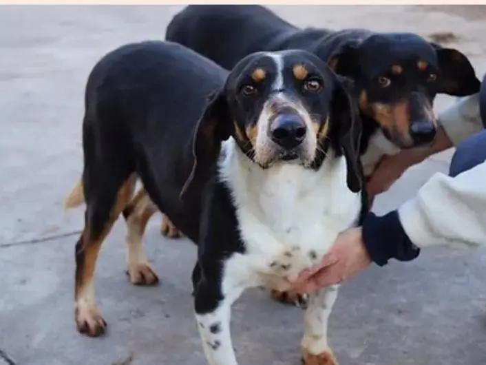 Adozione cane, maschio, meticcio, 12 anni e 9 mesi, taglia media, Milano
