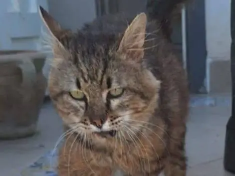Adozione gatto, maschio, Razza sconosciuta Razza sconosciuta, 3 anni e 3 mesi, taglia non valida, Trapani