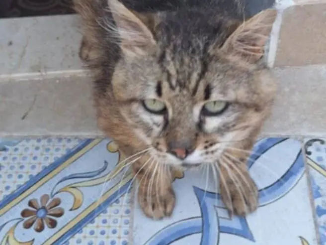 Adotta un gatto, maschio, 3 anni e 3 mesi, Trapani