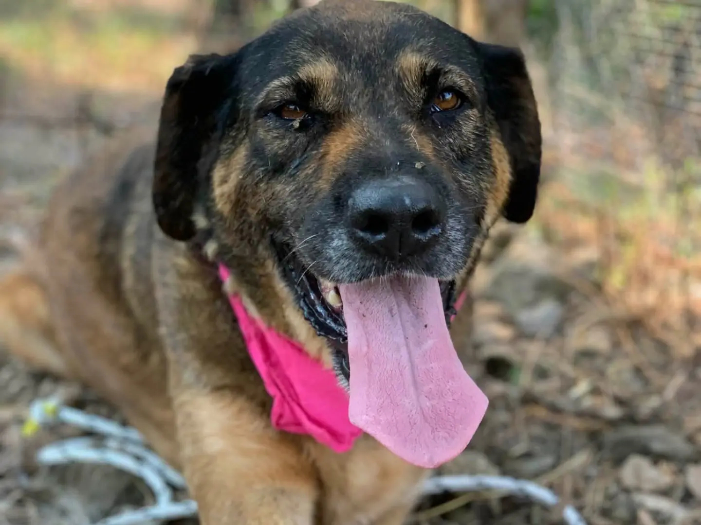 Adotta un cane, femmina, 7 anni e 2 mesi, Latina