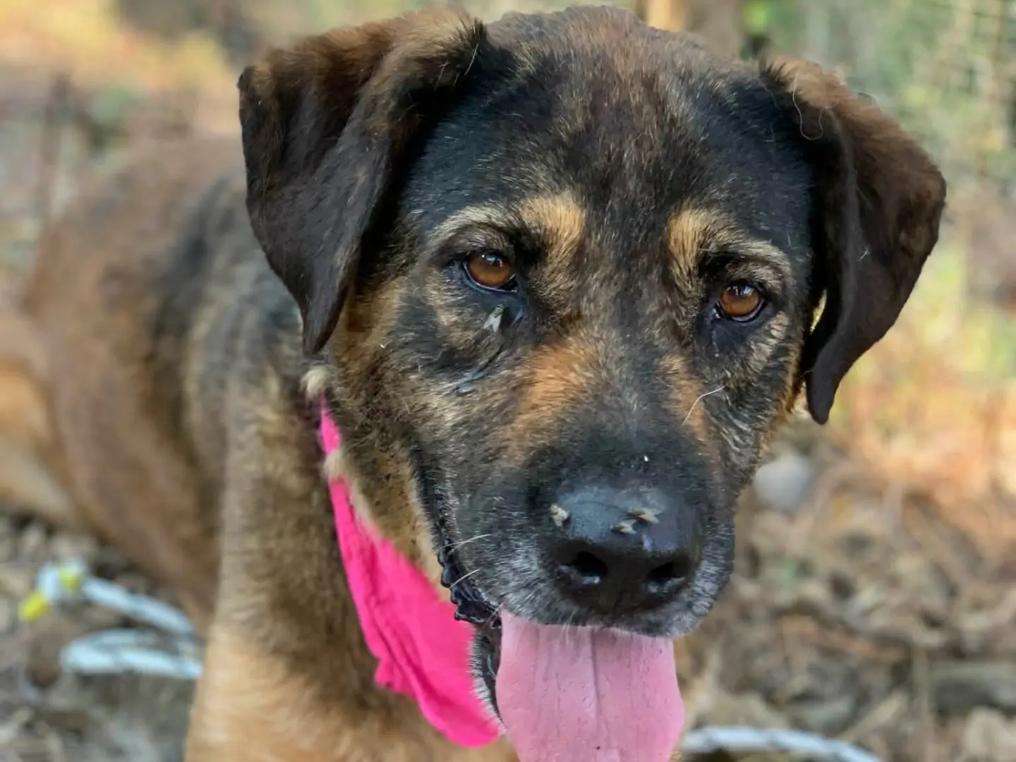 Adozione cane, femmina, Razza sconosciuta Razza sconosciuta, 7 anni e 2 mesi, taglia grande, Latina