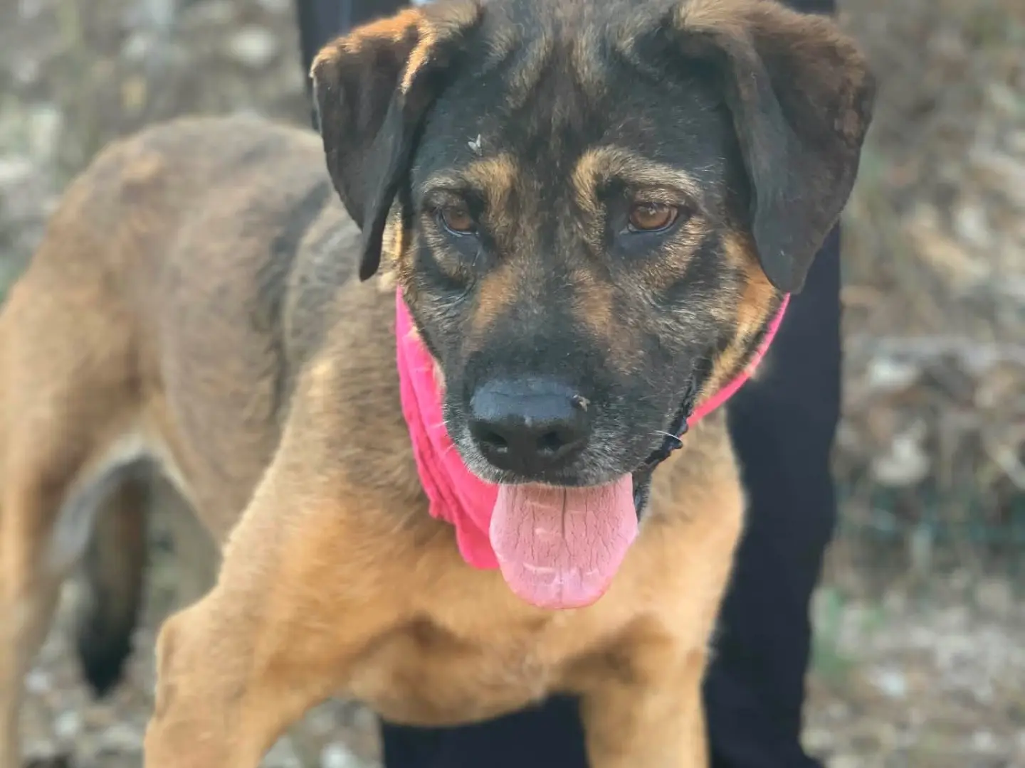 Adotta un cane, taglia grande, femmina, Latina