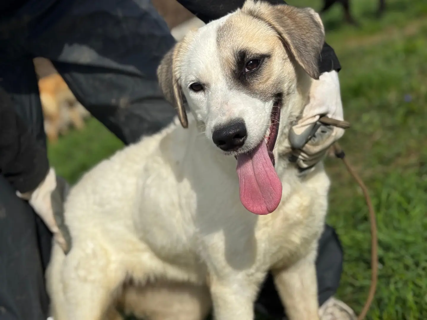 Adozione cane, femmina, Razza sconosciuta Razza sconosciuta, 6 mesi, taglia media contenuta, Frosinone