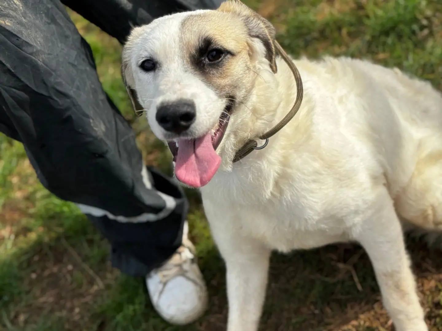 Adotta un cane, taglia media contenuta, femmina, Frosinone