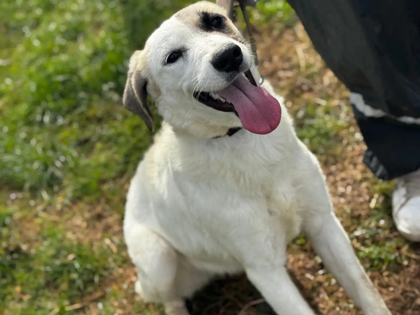 Vuoi adottare un cane a Frosinone?