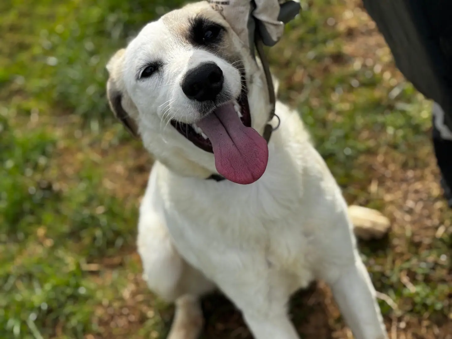 Adotta un cane, femmina, 6 mesi, Frosinone