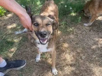 Adotta un cane, femmina, 6 anni e 9 mesi, Frosinone
