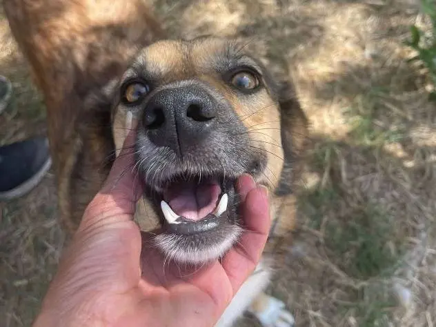 Adozione cane, femmina, Razza sconosciuta Razza sconosciuta, 6 anni e 9 mesi, taglia media, Frosinone