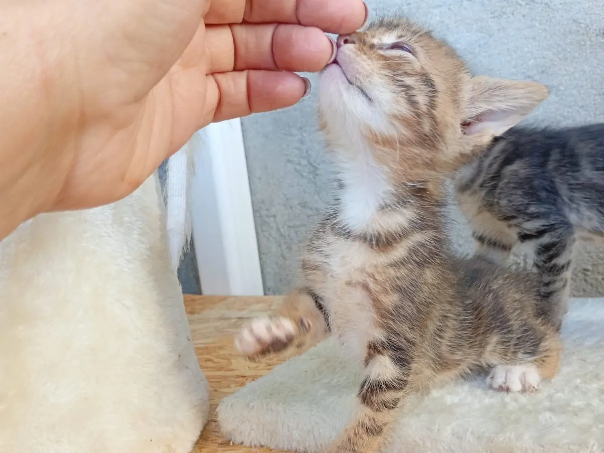 Adotta un gatto, maschio, 5 mesi, Bergamo