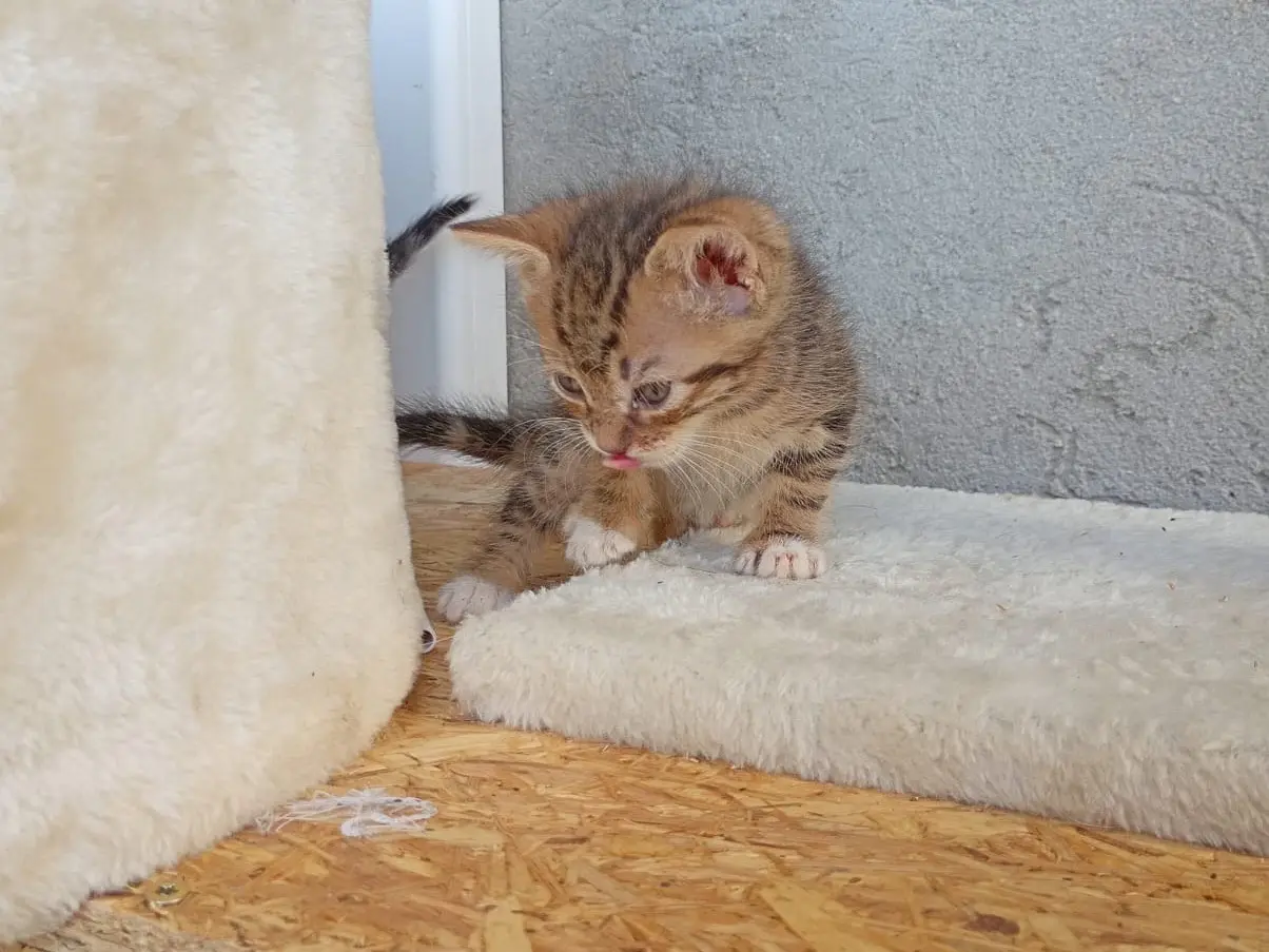 Adozione gatto, maschio, Razza sconosciuta Razza sconosciuta, 5 mesi, taglia non valida, Bergamo