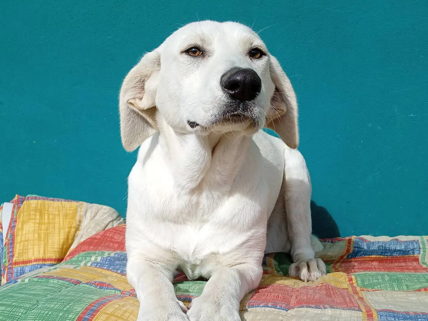 Adozione cane, femmina, Segugio Razza sconosciuta, 7 mesi, taglia media, Bergamo