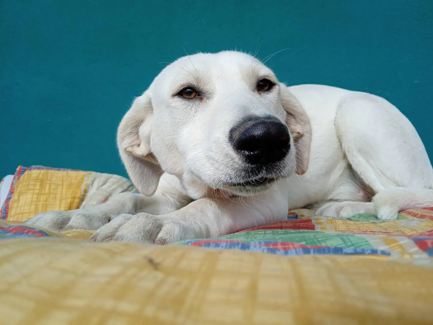 Adotta un cane, femmina, 7 mesi, Bergamo