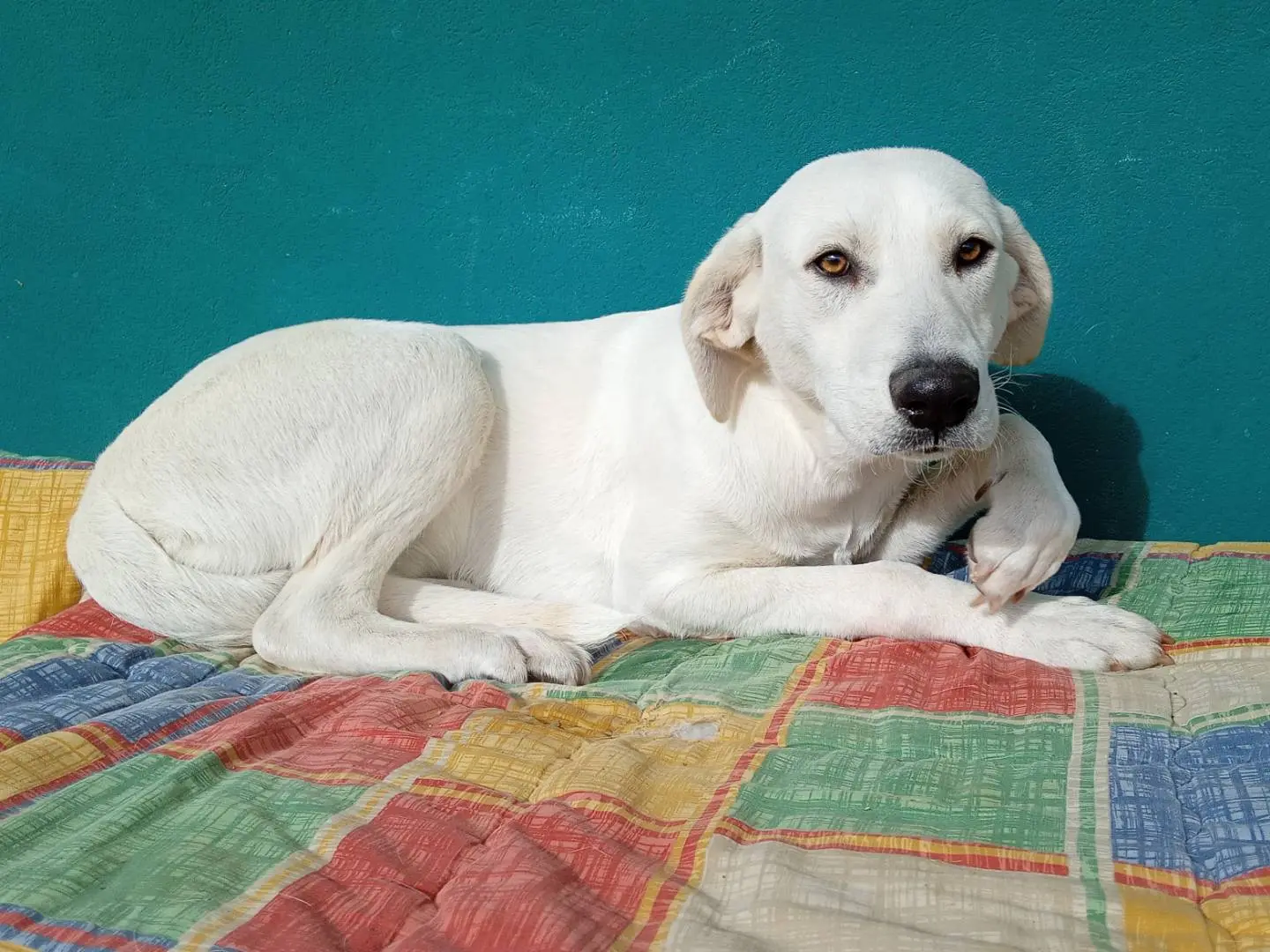 Adotta un cane, taglia media, femmina, Bergamo