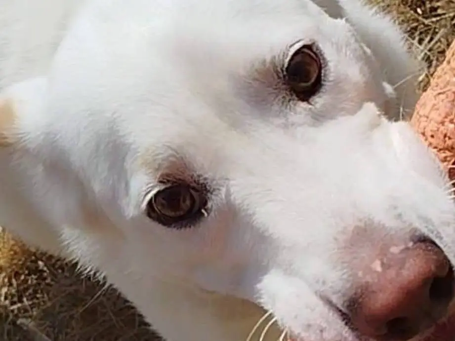 Adotta un cane, maschio, 4 anni e 8 mesi, Latina