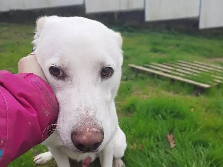 Adozione cane, maschio, Razza sconosciuta Razza sconosciuta, 4 anni e 8 mesi, taglia media contenuta, Latina