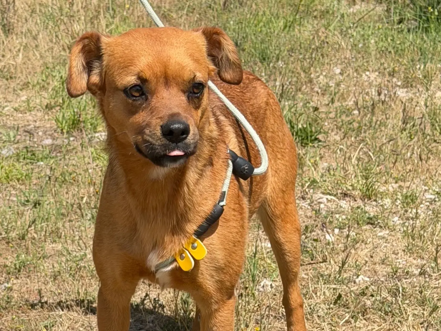 Adotta un cane, femmina, 2 anni e 8 mesi, Salerno