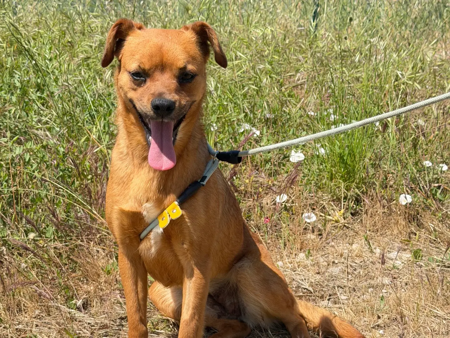 Adozione cane, femmina, Razza sconosciuta Razza sconosciuta, 2 anni e 8 mesi, taglia media contenuta, Salerno