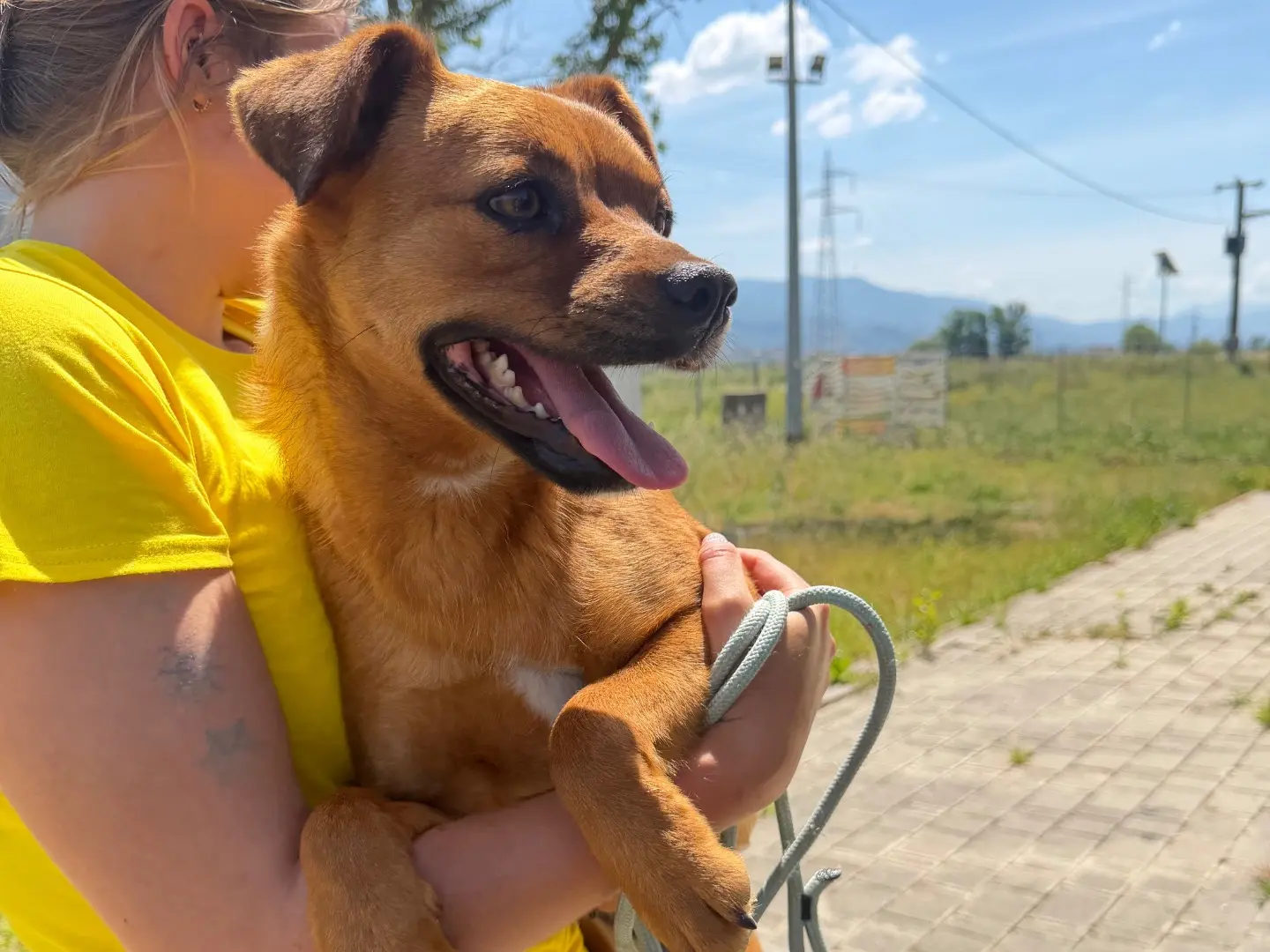 Adotta un cane, taglia media contenuta, femmina, Salerno