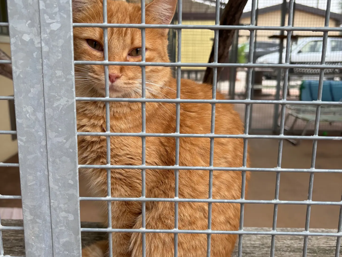 Adozione gatto, femmina, Razza sconosciuta Razza sconosciuta, 1 anno e 4 mesi, taglia non valida, Brescia