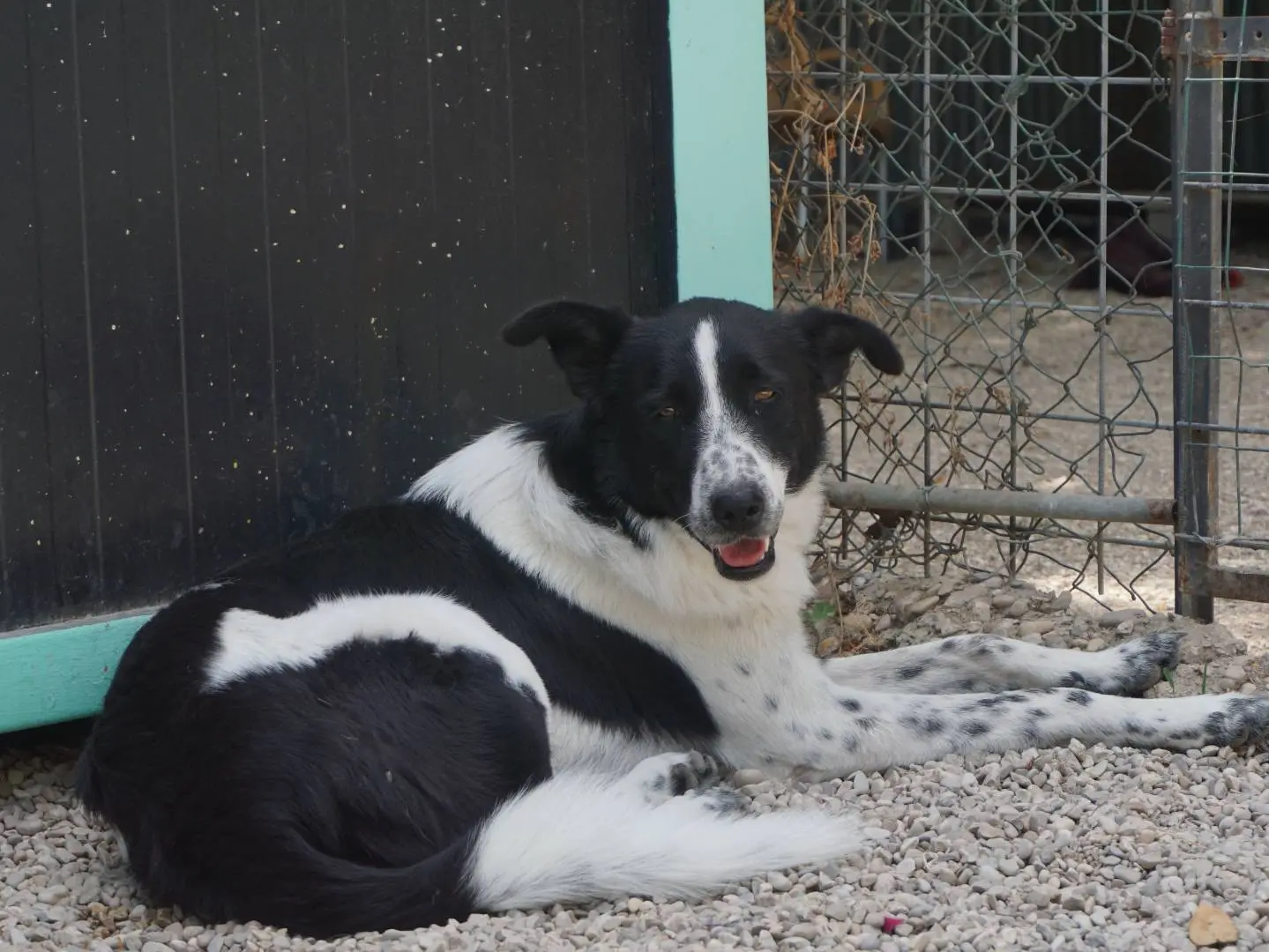 Adotta un cane, femmina, 3 anni e 6 mesi, Pescara
