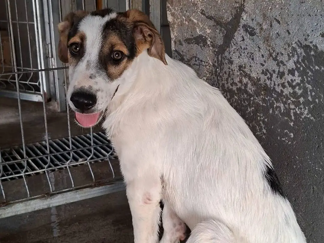 Adotta un cane, taglia media, maschio, Bari