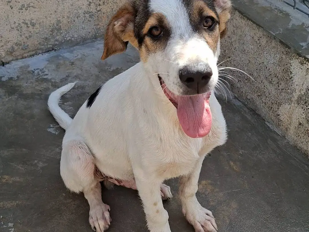 Adozione cane, maschio, Razza sconosciuta Razza sconosciuta, 7 mesi, taglia media, Bari