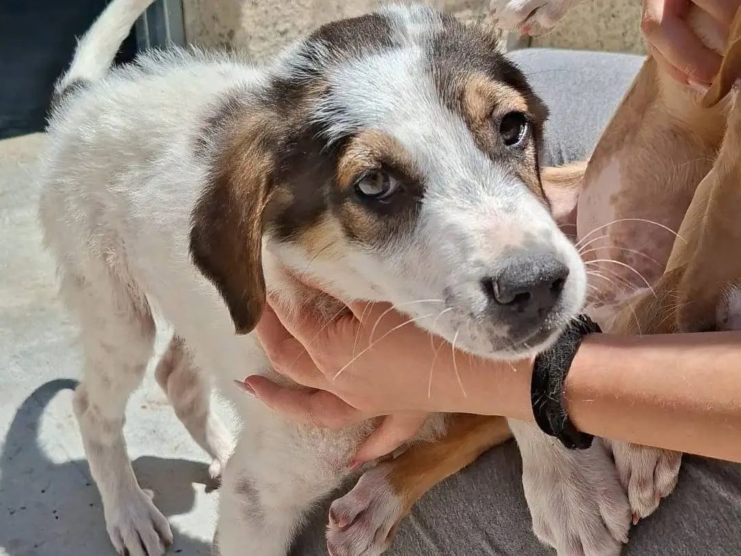 Adotta un cane, maschio, 7 mesi, Bari