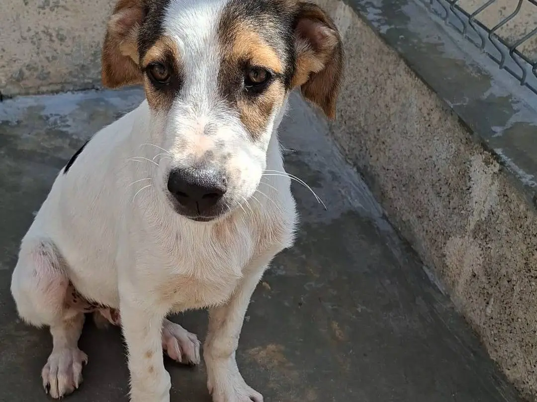 Vuoi adottare un cane a Bari?