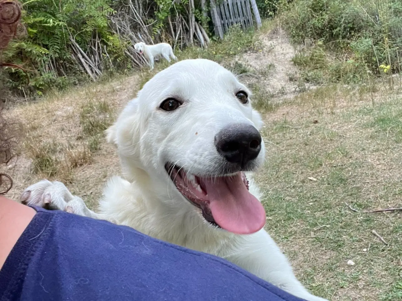 Adozione cane, femmina, Razza sconosciuta Razza sconosciuta, 5 mesi, taglia media, Rieti