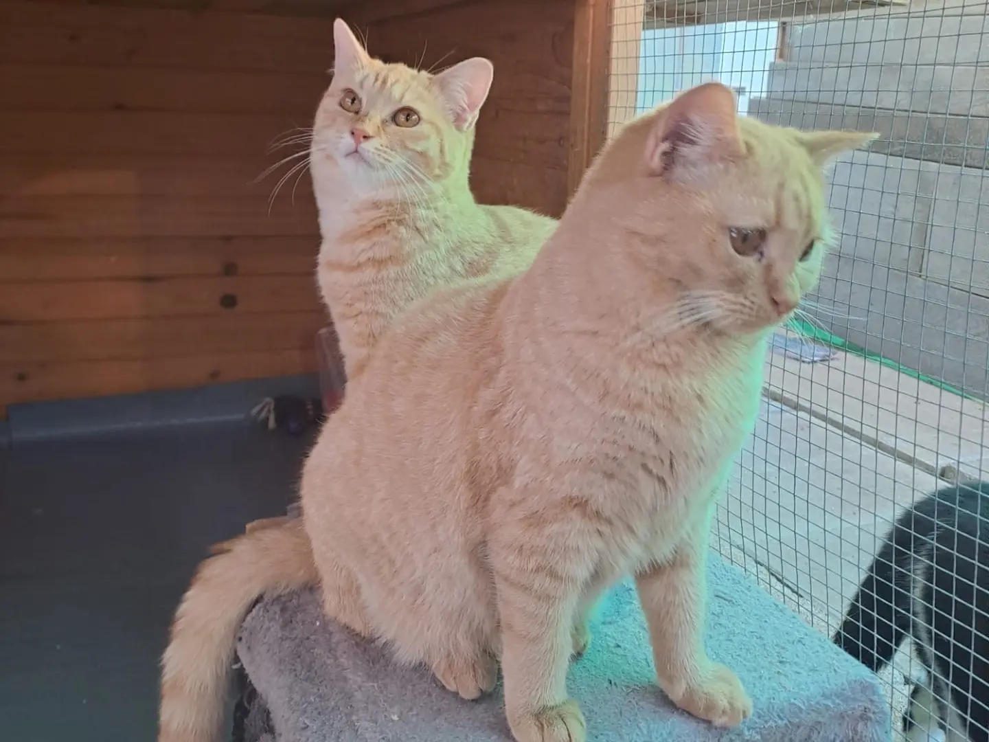Adotta un gatto, taglia non valida, femmina, Latina