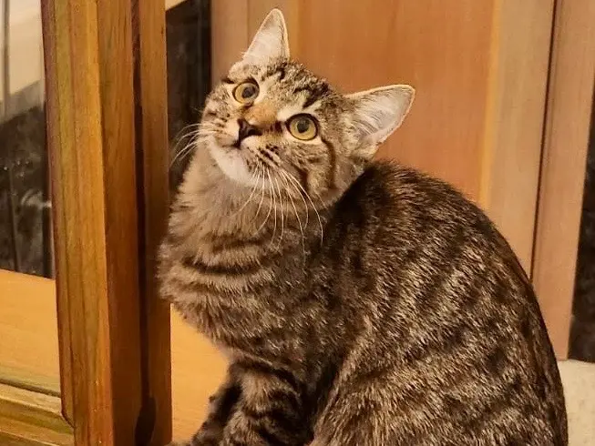 Vuoi adottare un gatto a Taranto?