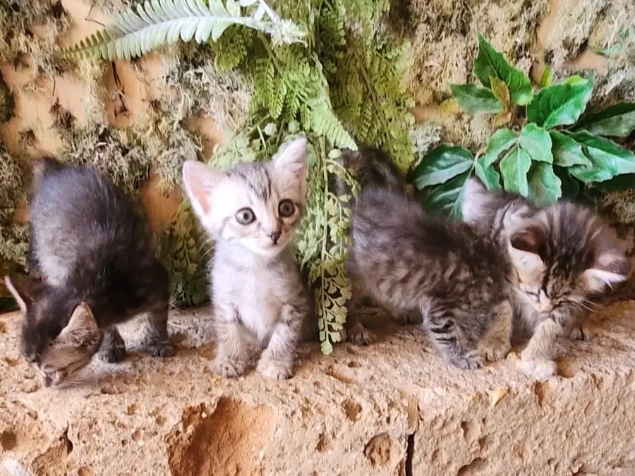 Adotta il gatto Martina Maya Mia Mila a Taranto
