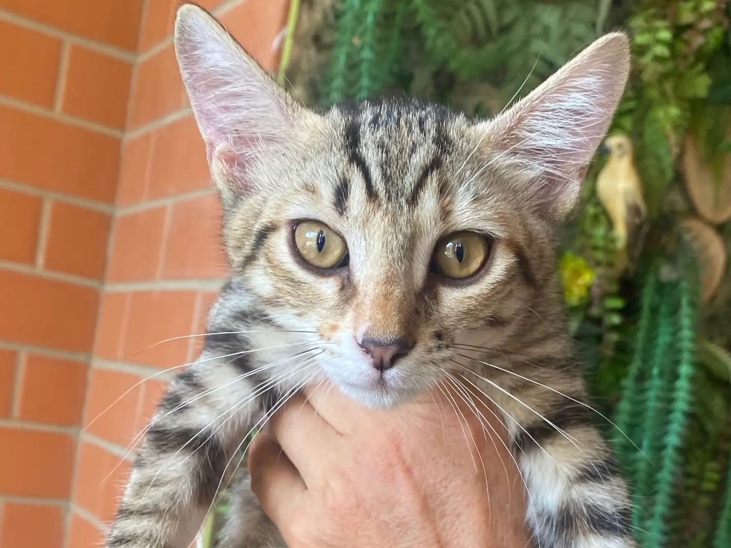 Adozione gatto, femmina, Razza sconosciuta Razza sconosciuta, 4 mesi, taglia non valida, Taranto