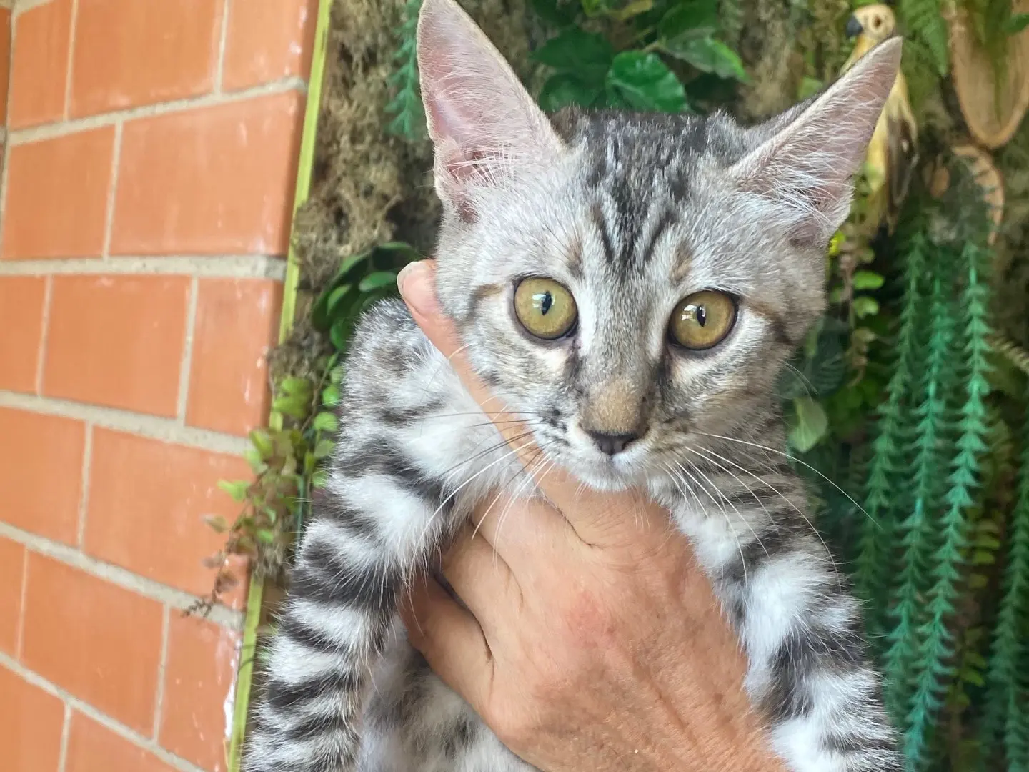 Adotta un gatto, femmina, 4 mesi, Taranto