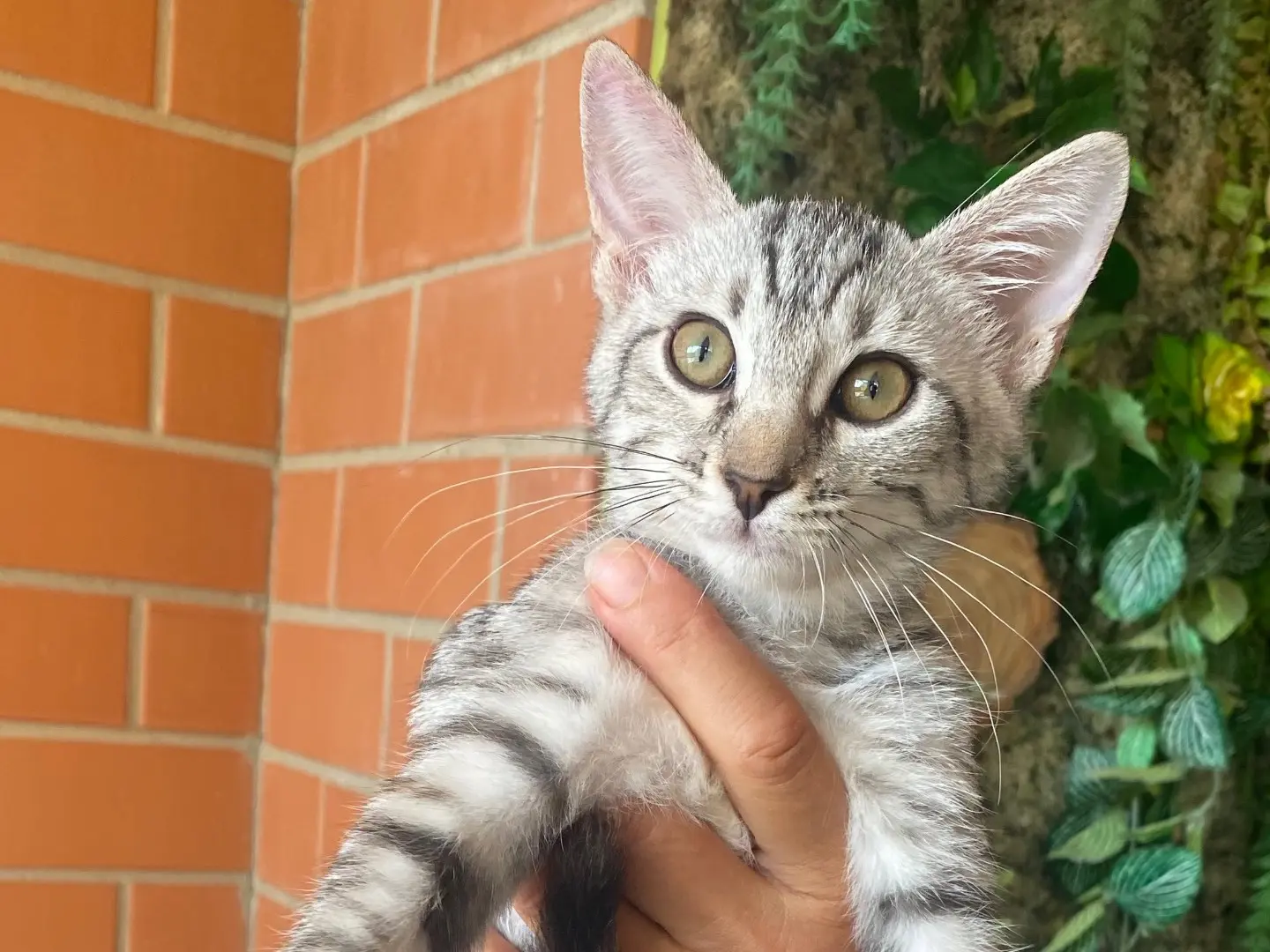 Adotta un gatto, taglia non valida, femmina, Taranto