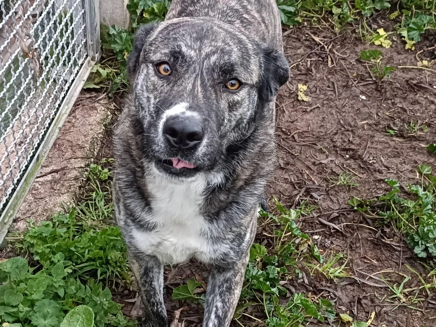 Adozione cane, femmina, Razza sconosciuta Razza sconosciuta, 4 anni e 8 mesi, taglia media, Latina