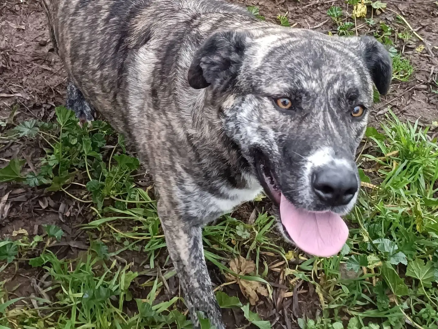 Adotta un cane, femmina, 4 anni e 8 mesi, Latina