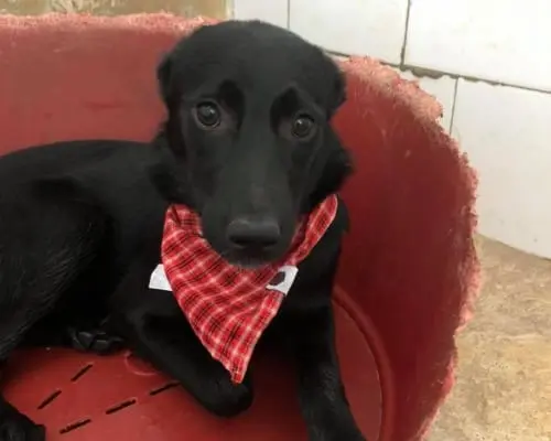 Adozione cane, femmina, Pastore tedesco, 7 anni e 6 mesi, taglia piccola, Napoli