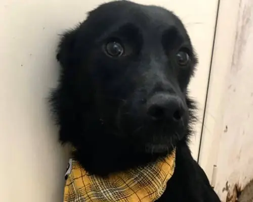 Adotta un cane, femmina, 7 anni e 6 mesi, Napoli