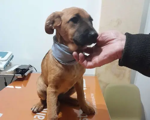 Adotta un cane, femmina, 3 anni e 11 mesi, Siracusa