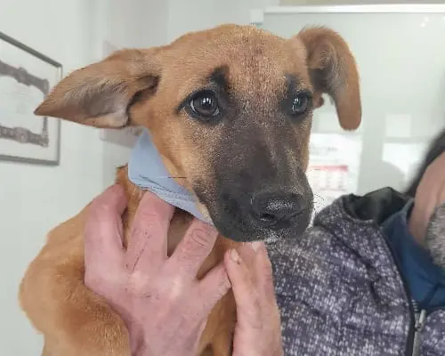 Adozione cane, femmina, meticcio, 3 anni e 11 mesi, taglia media, Siracusa