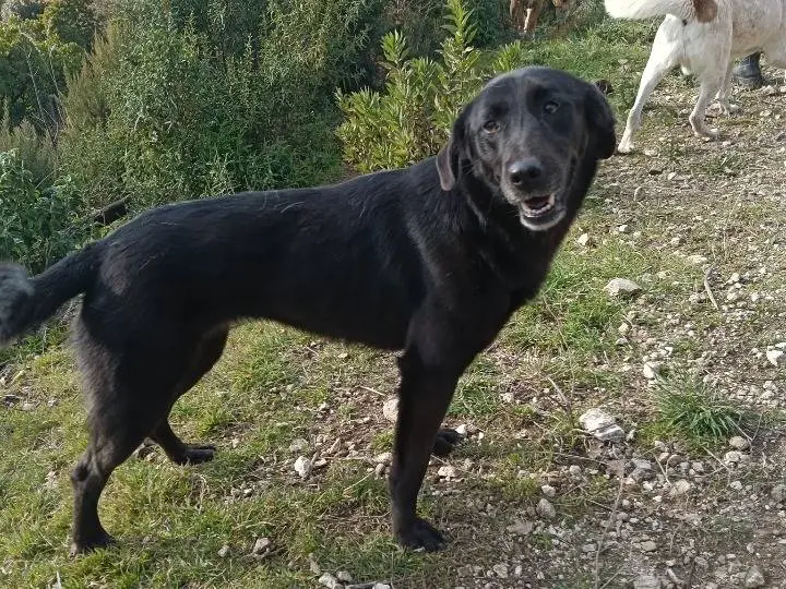 Vuoi adottare un cane a Catanzaro?