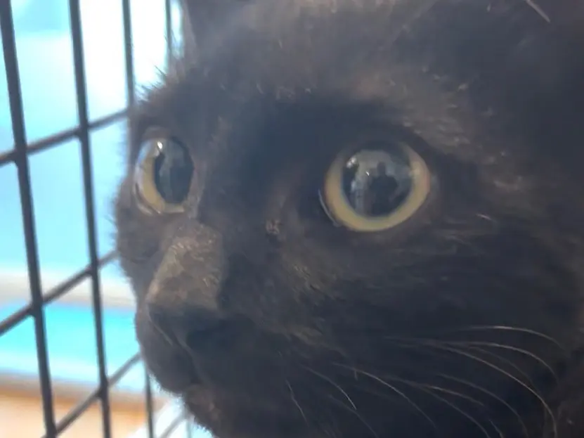 Adozione gatto, maschio, Razza sconosciuta Razza sconosciuta, 3 mesi, taglia non valida, Torino