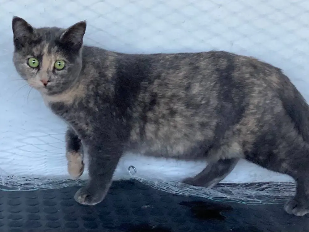 Vuoi adottare un gatto a Sud?