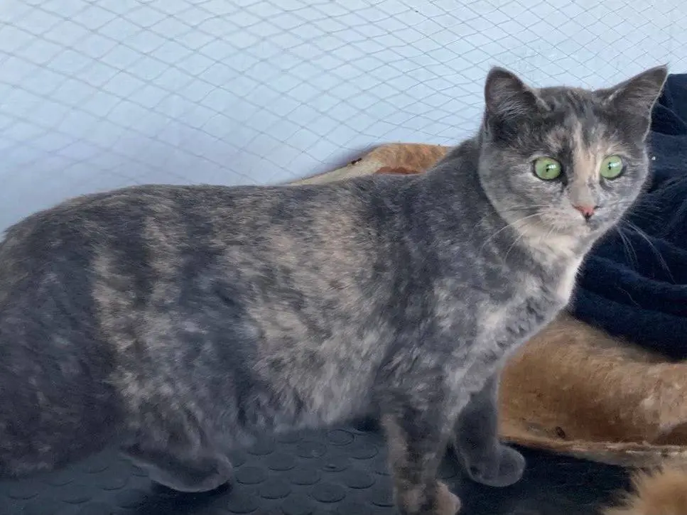 Adotta il gatto Guendalina a Sud