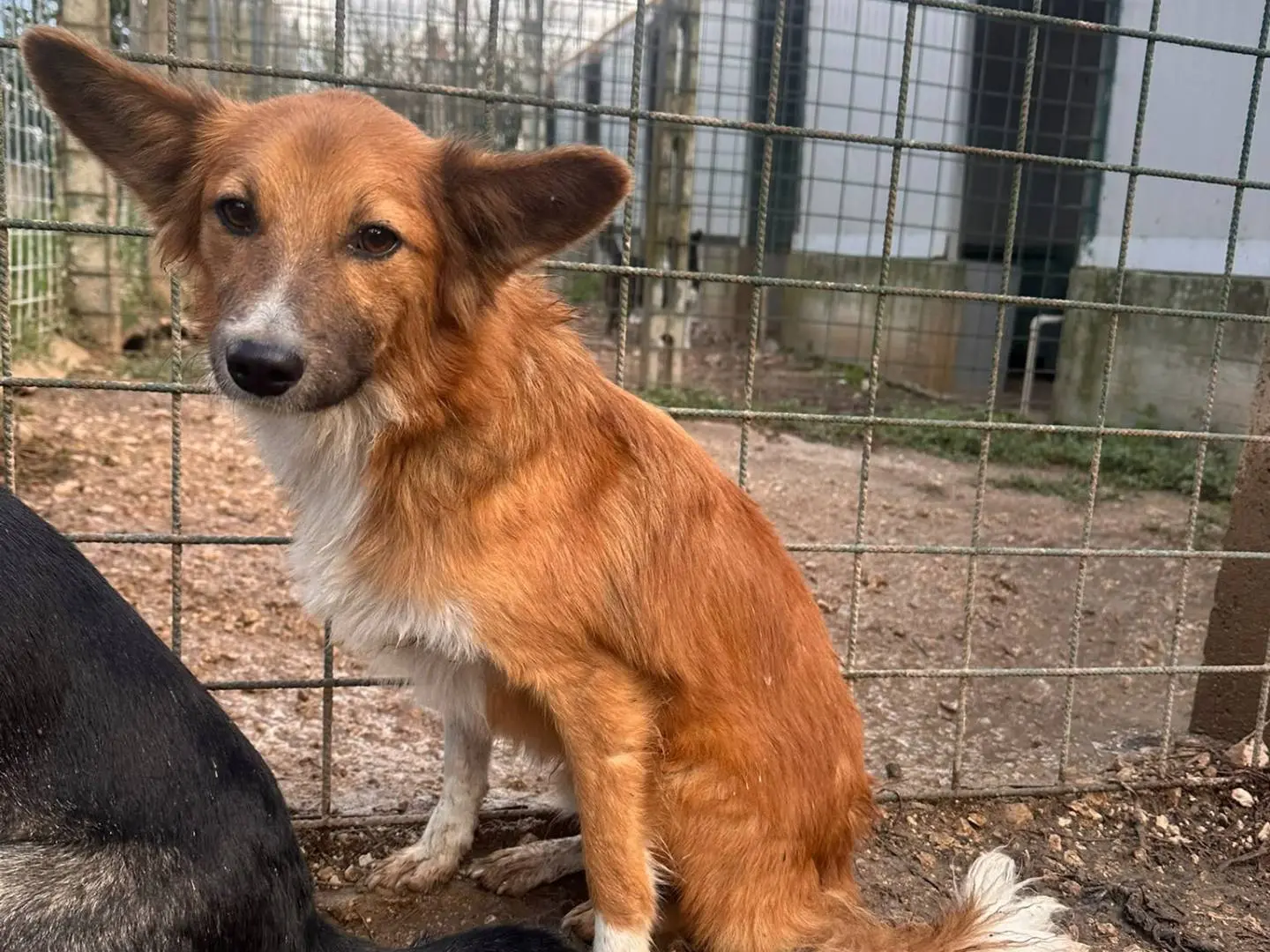 Adozione cane, maschio, Razza sconosciuta Razza sconosciuta, 2 anni e 1 mese, taglia piccola, Avellino
