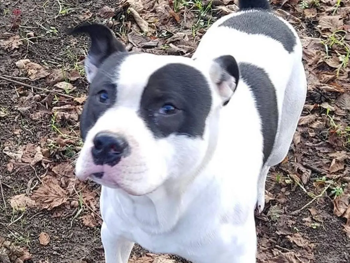 Adozione cane, maschio, Pitbull Razza sconosciuta, 2 anni e 8 mesi, taglia grande, Avellino