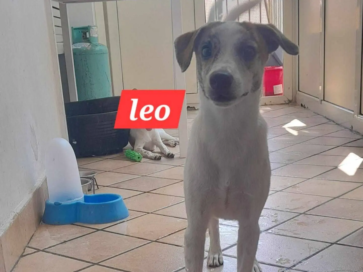 Adotta un cane, taglia piccola, maschio, Catania