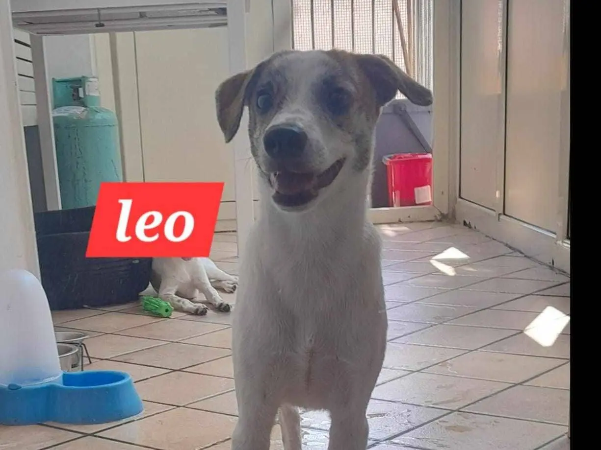 Adotta un cane, maschio, 2 anni e 7 mesi, Catania